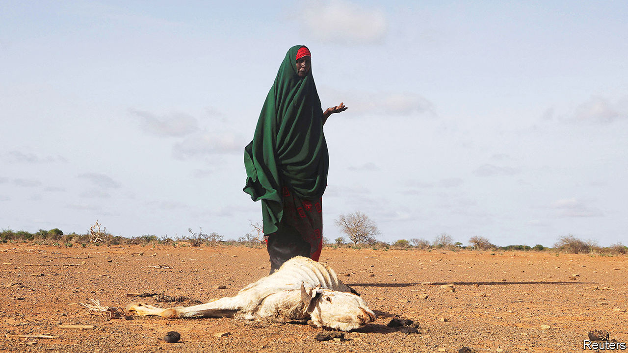 The Heavy Toll of a Parched Earth